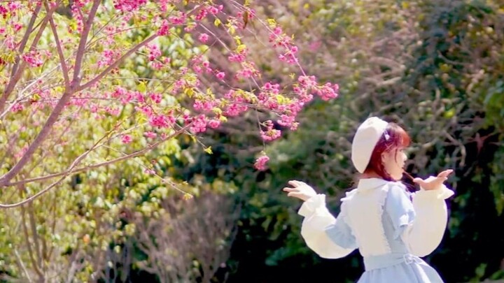 【Saki Homura】Jalan yang paling dekat dengan musim semi【Ada di bawah pohon sakura o(*≧▽≦)♡】