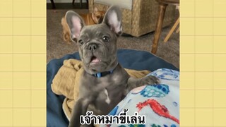 เพื่อนตัวน้อยแสนซน : เจ้าหมาขี้เล่น