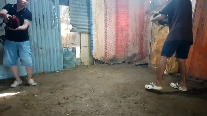 spar lang sa...bullstag..