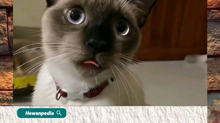 kucing garong