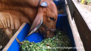 อร่อยแบบไม่เงยหน้ากับข้าวโพดสดสับ อาหารชั้นดีของฤดูแล้งนี้|cow|brahman|ช่องชัดเจนฟาร์มชาลเนล