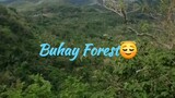 Buhay Forest