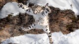 "Kumpulan Video Macan Tutul Salju" Perburuan Mangsa di Tebing!