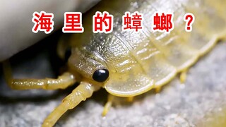 这种虫子叫做“海蟑螂”！与普通蟑螂有什么区别？