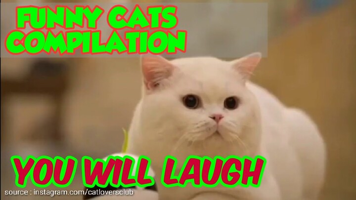 funny cat compilation 2020 - funny and cute cats - funniest cats compilation 2020