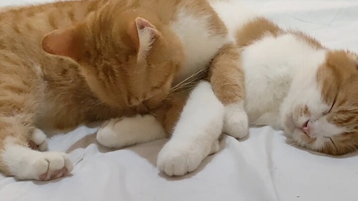 KUCING KEPERGOK!!! LAGI SAYANG-SAYANGAN ,😻😻😻