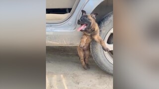 Chỉ là tui mệt quá đó mà 🤣 tiktok thucung pét petlover fun chó_cưng