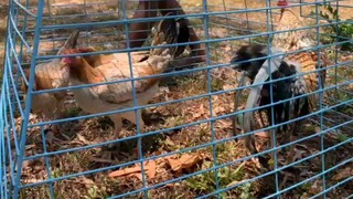 Dom stag and gold pullets of ryan santiago of rav bataan gamefarm