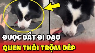 Chú chó quen thói TRỘM DÉP khi ĐI DẠO cùng Sen 😂 | Yêu Lu