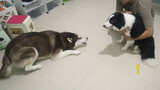 What will the Husky do if the Border Collie is beaten up