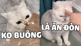 HOÀNG THƯỢNG là để nâng niu, tức giận là hư chuyện 😂 | Pets TV