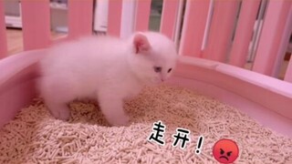 小奶猫第一次拉屎，用力到叫出来 ヽ(´･д･｀)ﾉ