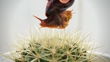 Achatina Fulica VS Cactus