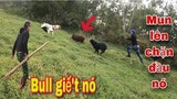 Rottweiler Mun,PitBull Đại Chiến Một Đàn Quái Thú Lợn Rừng Có Nanh .Săn Bắt Ẩm Thực Vùng Cao