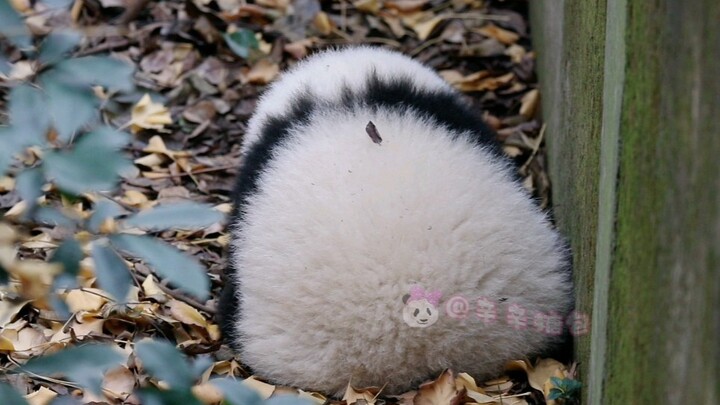 [Pandas] Baby Panda He Hua Is Going To Sleep