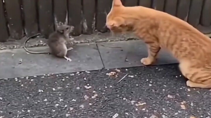 Tom & Jerry Real Live Action