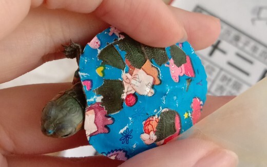 [Rùa tai đỏ] Làm sạch rùa đá bị sơn màu.