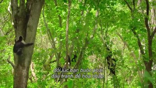 Động vật chào đời EP 4 [Sub Việt]
