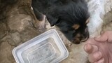 Chó con Tây Tạng lần đầu tiên uống nước