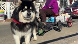 Alaskan dog: Not a single chicken thigh is free, I earn it by pulling a cart and selling tofu!
