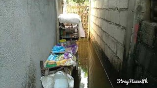 Flood Water Everywhere + Kittens + Big Tuxedo + Mama Dark