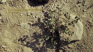 Bài Ca Tình Yêu Full Movie [Sub Việt]