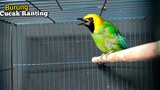 Suara Burung Cucak Ranting Gacor