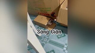 Sáng ơi là Sánggggggg cat mèo tranvansang