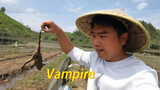 "Vampires" in the farm, you can even find 20 leeches in only one frog