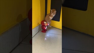 KUCING DI AJAK JOGET SAMA ROBOT ..!