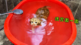 猫咪洗澡太乖，奖励它游个泳