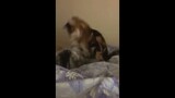 Funny Pets Doing Stupid Things
