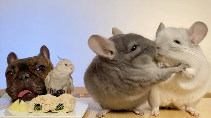 A joyful video of animal eating snacks