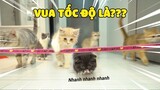 Chú mèo chạy nhanh nhất The Happy Pets là??? | The Happy Pets #67