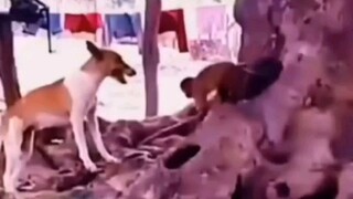 Dog vs Monkey