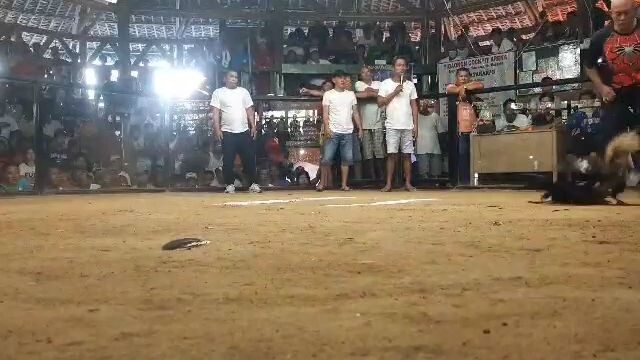 3cock derby galyera de San jacinto Masbate..first fight👏👏