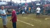 peñafrancia fiesta (2cock ulotan @ milaor cam.sur) - first fight (win)