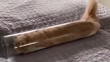 "A tube of cats"