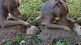Marmot tanah sedang menggali lubang, terus diganggu anjing.