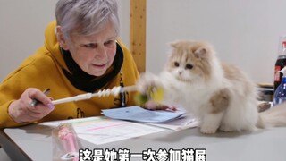 小猫第一次去比赛，就把裁判奶奶的逗猫棒叼走了...又是一个社交悍匪