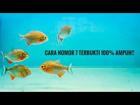 7 CARA ULTIMATE MENGATASI KANIBAL PADA IKAN PIRANHA ✅