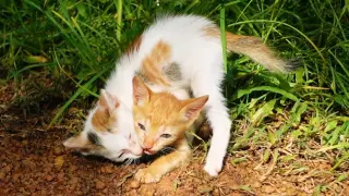 Long tail kitten hesitates to play fighting with a short tail kitten