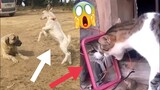 Funny😂 Animals😹 Top 15 Viral Videos, Part 26, Funny Dogs, Funny Cats, Funny Pets, Funny Moment