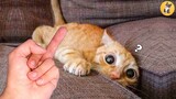 Funny Cat Compilation 2021 - Try Not To Laugh| Pets Kingdom