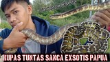 MENGENAL DAN CARA MEMELIHARA CARPET PHYTON ( Morelia spilota )