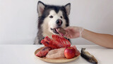 ASMR | Husky Eating Meat