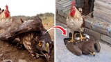 9 Momen Ayam Berhasil Mempermalukan Elang.