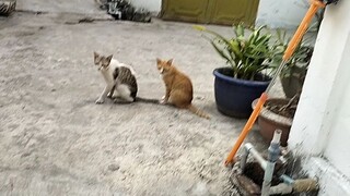 ,:)