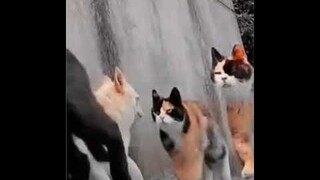 Dogs scared of the Cat Gang