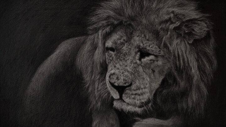 Drawing Malish the lion at Crimea Zoo